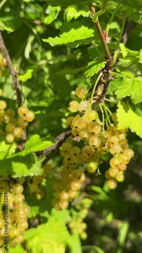 Close-up of ripe, translucent white currants hanging in heavy clusters on a green bush branch, beautifully backlit by bright summer sunlight