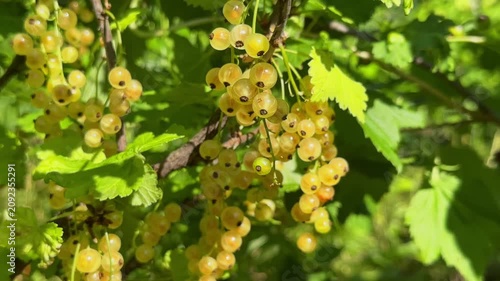 Close-up of ripe, translucent white currants hanging in heavy clusters on a green bush branch, beautifully backlit by bright summer sunlight