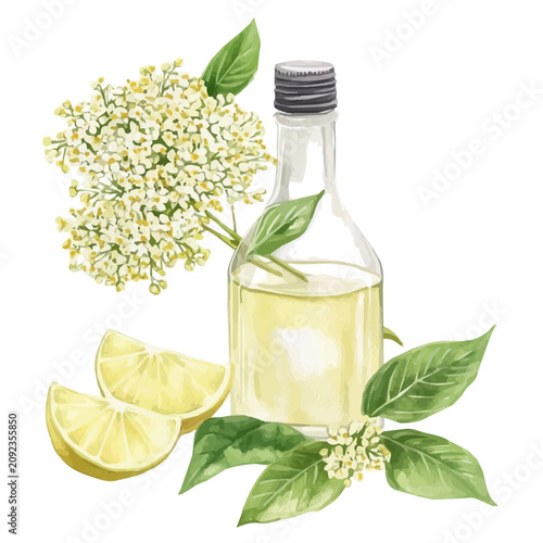 watercolor painting of Elderflower Cordial, isolated on a white background.