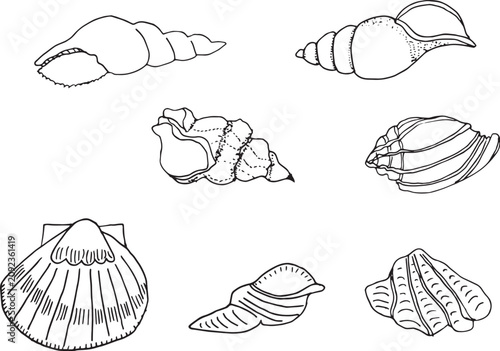 Cuadro en lienzo Seashells Vector Set, hand drawn marine shells, editable EPS