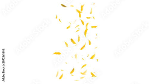 Fotografi Yellow feathers falling and floating vertically isolated on a black background