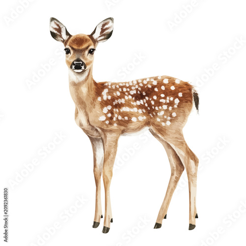 Deer, watercolor painting capturing graceful lines and soft blended shades, isolated on a white background.