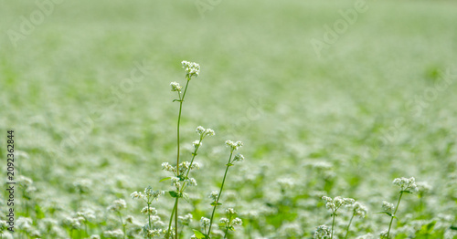Close up of white buckwheat flowers blooming in field scenic agriculture land in autumn Japan with copy space for organic food web banner design