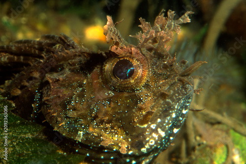 Bild auf Leinwand Closeup of a camouflaged Plumed Scorpionfish underwater, Scorpaena grandicornis