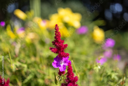 фотографія Pink astilbe and purple geranium flowers blooming in soft focus garden