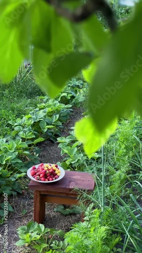 Fresh Summer Berries Assortment on Rustic Wooden Table