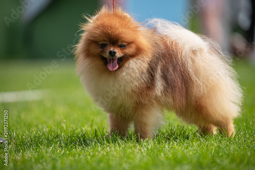 Pies Szpic miniaturowy, pomeranian 