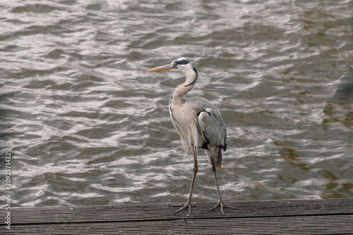 Фотография Grey heron (Ardea cinerea) standing on a wooden pier near rippling water, observ