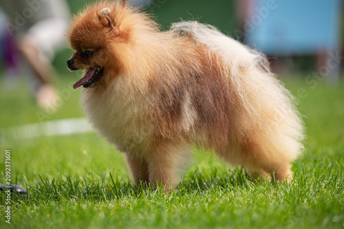 Pies Szpic miniaturowy, pomeranian 