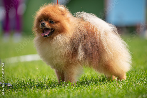 Pies Szpic miniaturowy, pomeranian 
