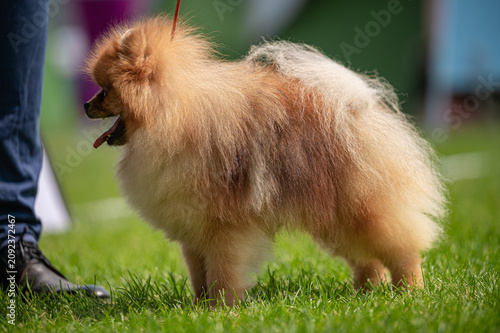 Pies Szpic miniaturowy, pomeranian 