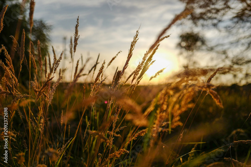 Tall, dry field grass is illuminated by a warm, golden sunset in a peaceful countryside landscape.
Low-angle close-up with a shallow depth of field and soft background bokeh.