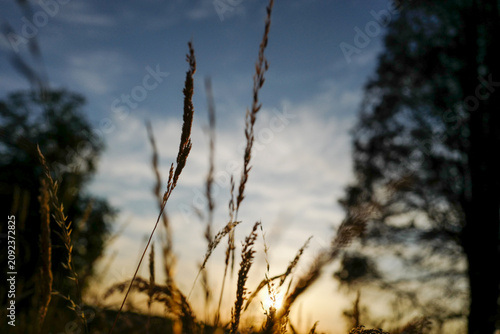 Tall, dry field grass is illuminated by a warm, golden sunset in a peaceful countryside landscape.
Low-angle close-up with a shallow depth of field and soft background bokeh.
