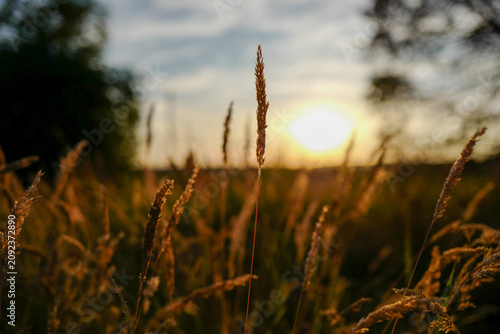 Tall, dry field grass is illuminated by a warm, golden sunset in a peaceful countryside landscape.
Low-angle close-up with a shallow depth of field and soft background bokeh.