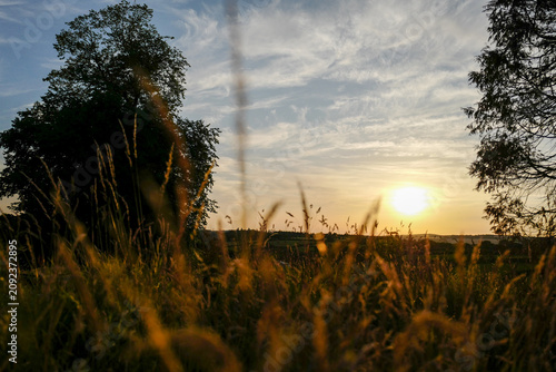 Tall, dry field grass is illuminated by a warm, golden sunset in a peaceful countryside landscape.
Low-angle close-up with a shallow depth of field and soft background bokeh.