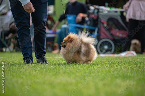 Pies Szpic miniaturowy, pomeranian 