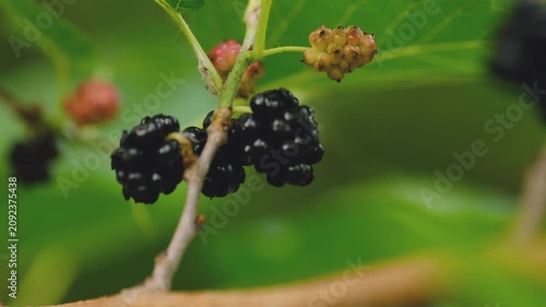 Ripe and unripe black mulberries hanging on branch with green leaves in summer garden
