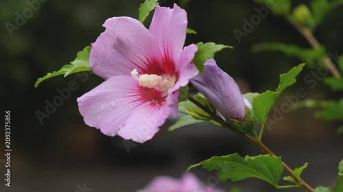 Pink hibiscus syriacus flower with water drops blooming in summer garden