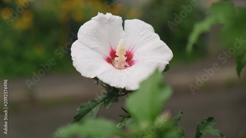 White hibiscus syriacus flower with red center and water drops blooming in garden