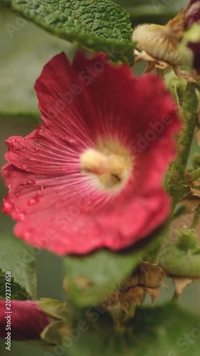 Close-up of dark red hollyhock flower with water drops after rain in summer garden