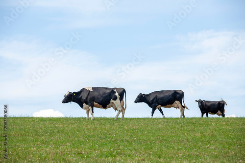 Black and white dairy cows grazing peacefully in a spacious Hokkaido pasture field
