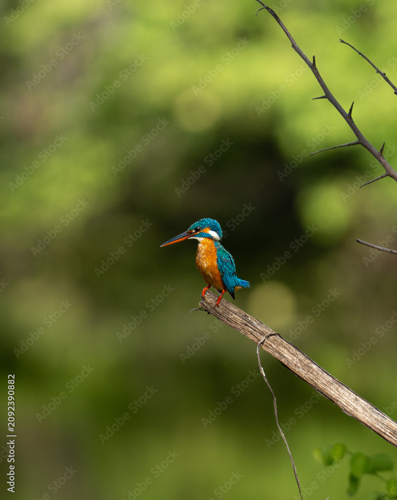Obraz premium Common Kingfisher Perched on Dry Branch in Sri Lanka
