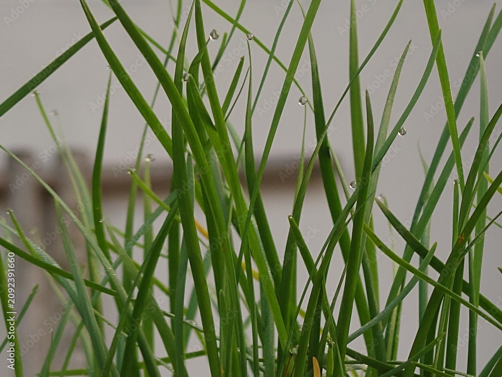 Obraz premium Title Fresh green chive leaves with morning dew in soft natural light