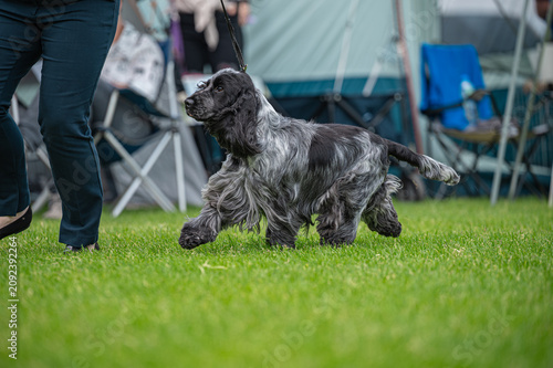 Foto pies cocker spaniel