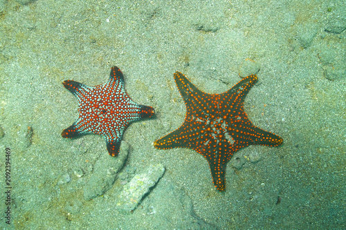 Starfish or sea stars on the ocean floor near Galapagos