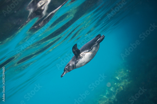 Tableau sur toile Galapagos penguin swimming underwater