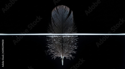 Floating raven feather submerged in dark water creating a minimalist reflection