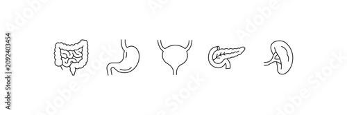 Foto Minimalist human internal organs line icon set featuring stomach intestines bladder pancreas and spleen vector