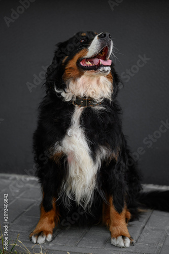 Portrait of well-groomed purebred Bernese Mountain Dog with healthy teeth, open mouth, highlighting professional long hair coat maintenance, de-shedding, canine dental care concepts. Pet walk on hot