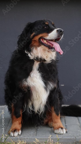 Portrait of well-groomed purebred Bernese Mountain Dog with healthy teeth, open mouth, highlighting professional long hair coat maintenance, de-shedding, canine dental care concepts. Pet walk on hot