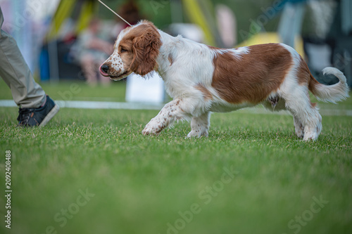 pIES Sussex Spaniel