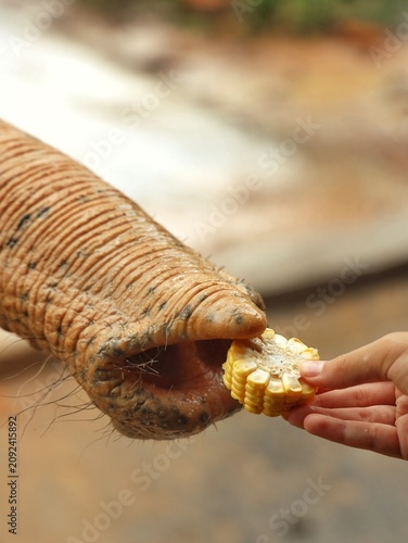 Photography feed elephants
