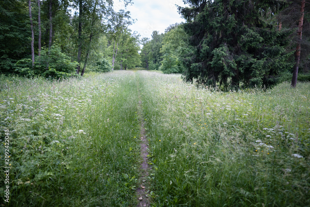 Naklejka premium Walking pathway lying through lush meadow of wildflowers and grass thickets in summer city park, trail surrounded by trees, blooming plants and greenery in town garden, summertime landscape outdoors.