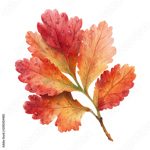 Fotografie Hawthorn Leaf watercolor vector illustration, high-quality artwork isolated on a pure white background