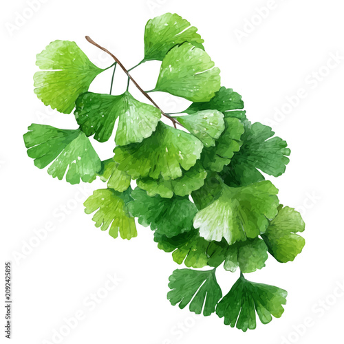 Canvas Print Maidenhair Fern watercolor vector, hand-painted style, high-quality illustration isolated on white background