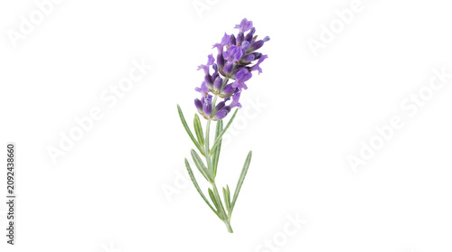 Fresh lavender flower sprig isolated on transparent background