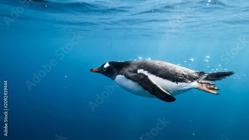 gentoo penguin underwater close up in antarctic peninsula morning light video