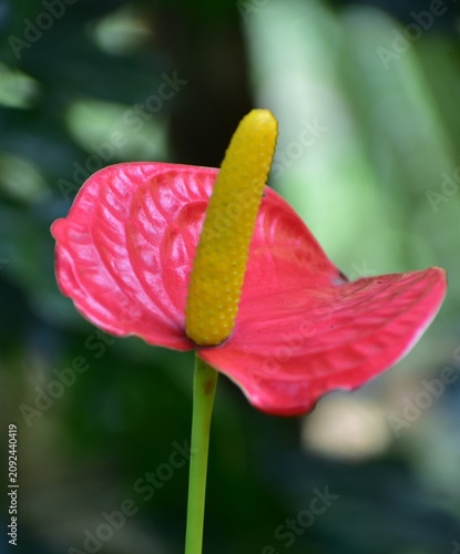 Anthurium flower