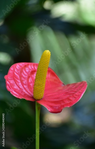 Anthurium flower