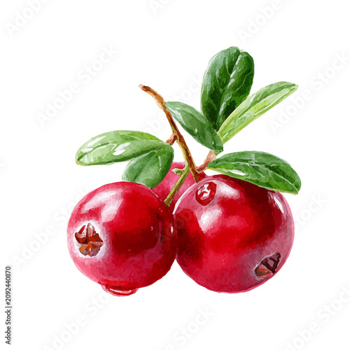 Obraz na plátně Cranberry watercolor vector illustration, high-quality artwork isolated on a pure white background