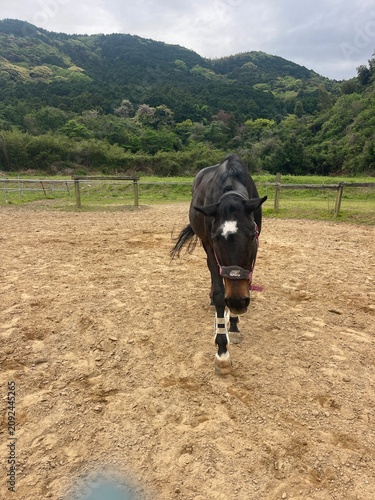 horse and rider