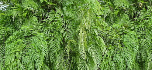 Maidenhair fern (Serpent fern or Serpent king fern) is popular ornamental plant with long, slender, gracefully flowing leaves. This popular epiphytic fern. Grow in hang down to form a thick clump.
