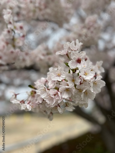cherry tree blossom