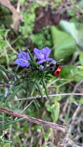 ladybird on a flower