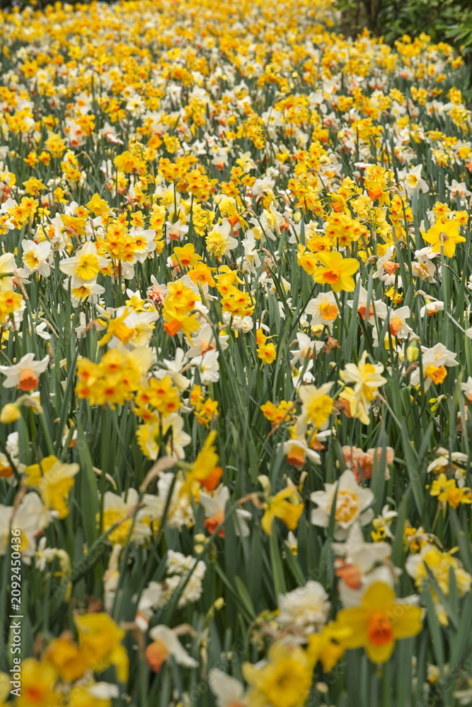 Obraz premium Vast field of blooming yellow and white daffodils in a spring park.