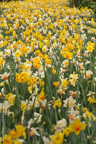 Vast field of blooming yellow and white daffodils in a spring park.